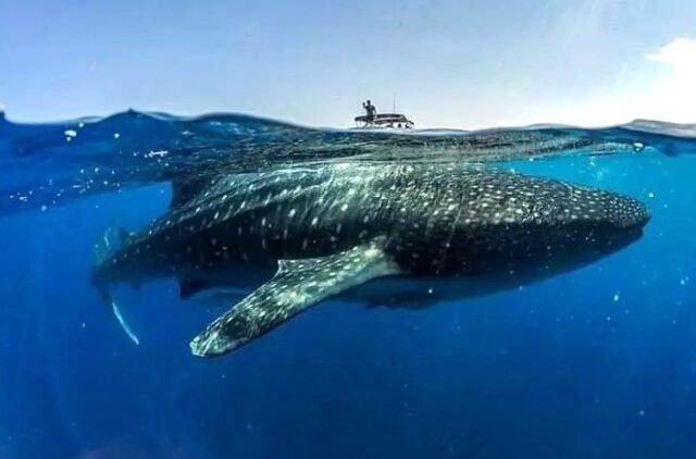 Avistamiento del tiburón ballena en Holbox: náuticos con alta demanda