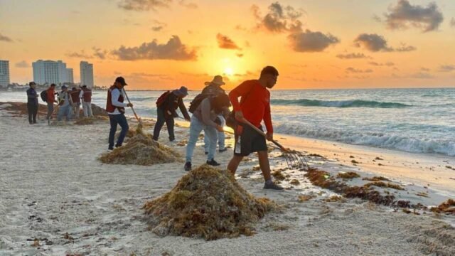 Cancún: recale y recolección de sargazo se concentra en 4 playas