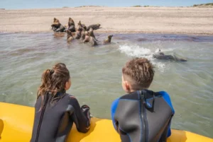 El Golfo San Matías abre la temporada de fauna marina con propuestas para el fin de semana largo