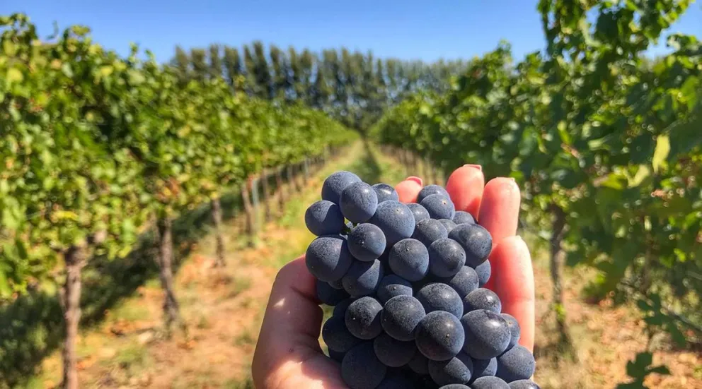 Figueroa envió a legislatura su propuesta para que el Pinot Noir sea la cepa emblema de la provincia