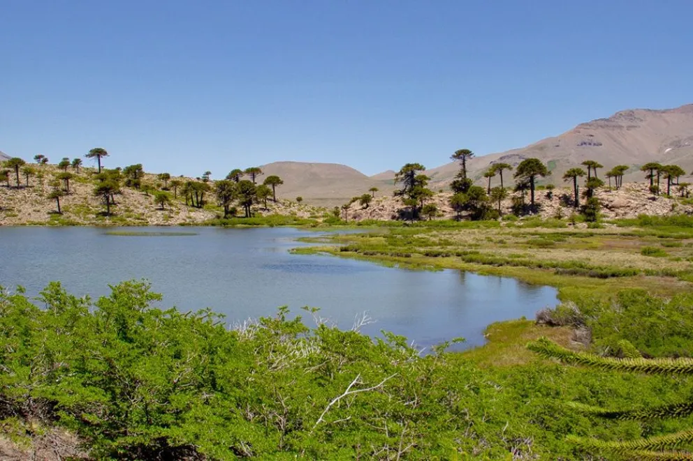 Laguna Escondida: un secreto entre la nieve y los pehuenes de Caviahue
