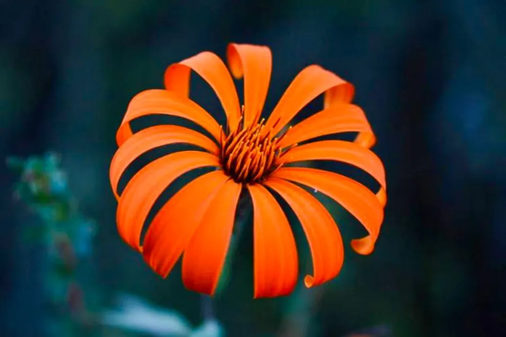 La Mutisia, la Flor de la Provincia del Neuquén de pétalos de color naranja intenso
