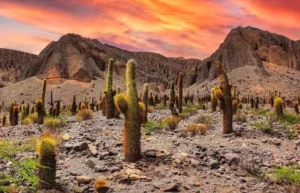 ¿Cuánto cuesta viajar en micro al Norte Argentino?