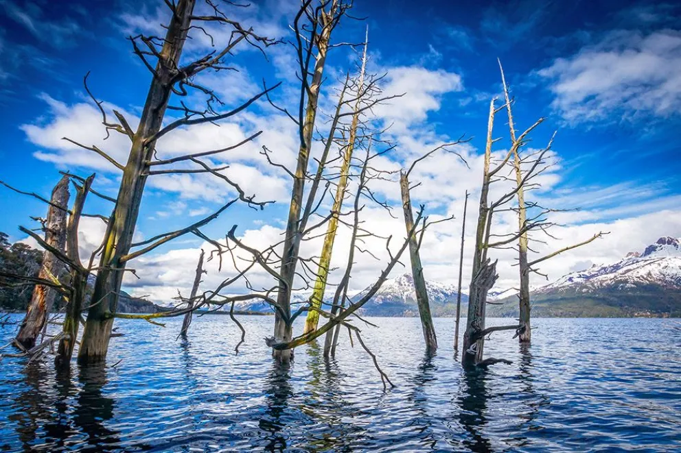 El bosque que quedó bajo el agua