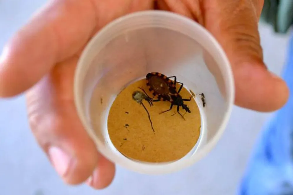 Neuquén continúa libre de transmisión vectorial de Chagas
