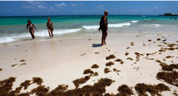 Tulum aprovecha menor recale de sargazo para promover sus playas