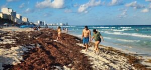 Sargazo obliga a turistas a buscar playas limpias lejos de sus hoteles