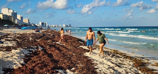 Sargazo obliga a turistas a buscar playas limpias lejos de sus hoteles