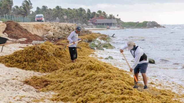 QRoo: alerta por nueva mancha de sargazo en el Golfo de México