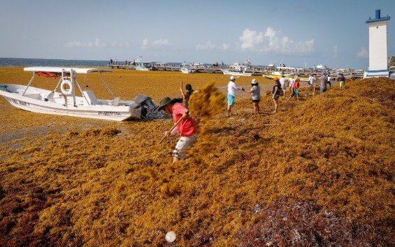 Puerto Morelos: sargazo rebasa la limpieza de playas de los hoteles
