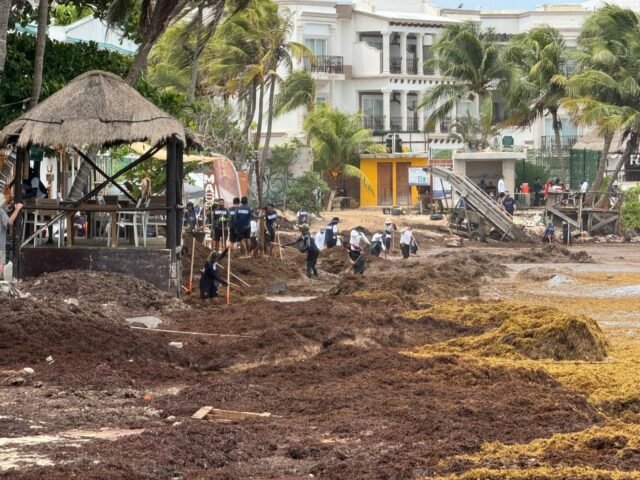 Playa del Carmen: confían que el sargazo baje en próximas semanas