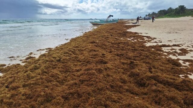 QRoo: sargazo invade 56 playas que permanecen en alerta roja