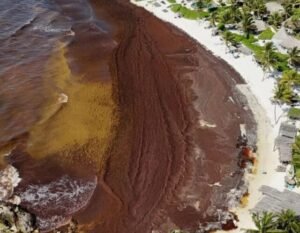 QRoo: alerta por el arribo de otras 600 mil toneladas de sargazo