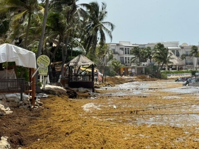Gran mancha de sargazo amenaza las costas de Playa del Carmen