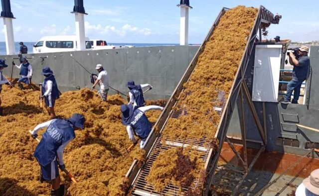 El sargazo crea una industria para su uso con ya casi 200 proyectos