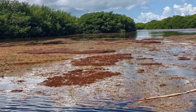 QRoo: acumulaciones de sargazo se desplazan hacia Bahía de Chetumal