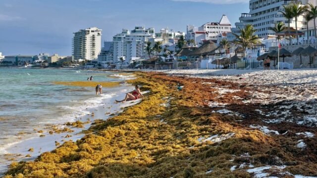 QRoo: culpan al sargazo de la baja ocupación de solo 56% en verano