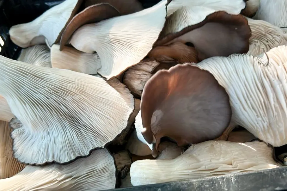 Impulsan el cultivo comercial de hongos comestibles como oportunidad de negocio en Neuquén
