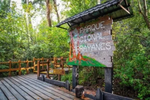 El bosque que alimentó una leyenda cinematográfica