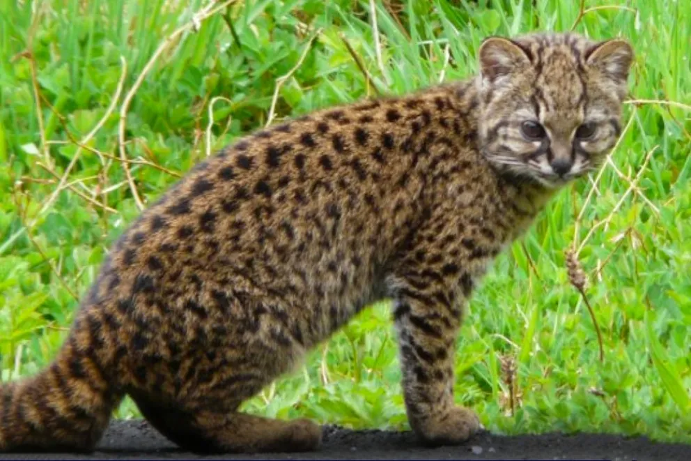 El gato huiña, uno de los felinos más pequeños del mundo