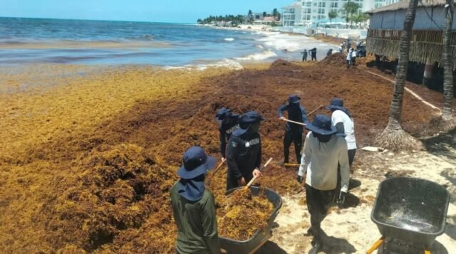 QRoo: sargazo se nutre del trato deficiente de aguas residuales