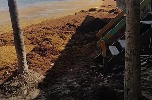 Playa del Carmen: alcaldesa alaba a la Semar por limpieza de sargazo