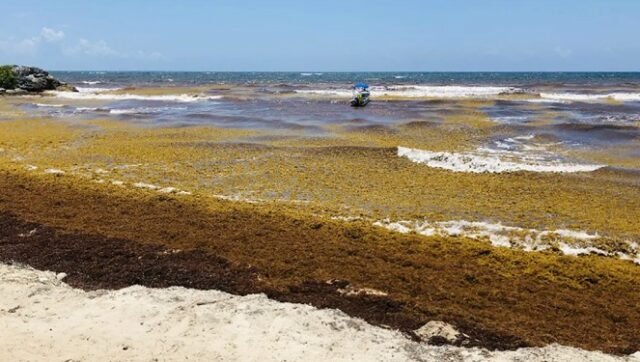 Playa del Carmen: vuelve a playas la arena que se mezcló al sargazo