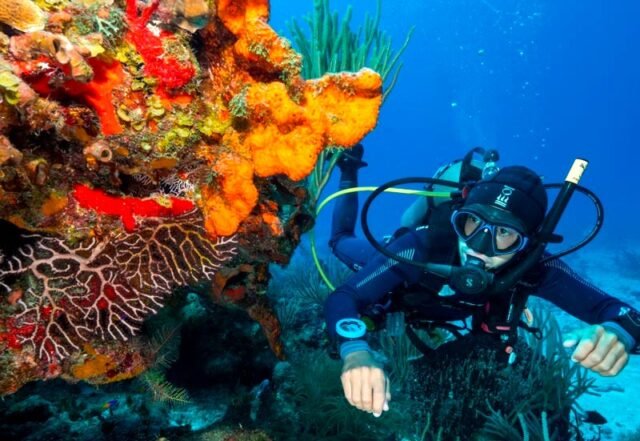 Cozumel: frenan por un mes el turismo en arrecifes para revivirlos